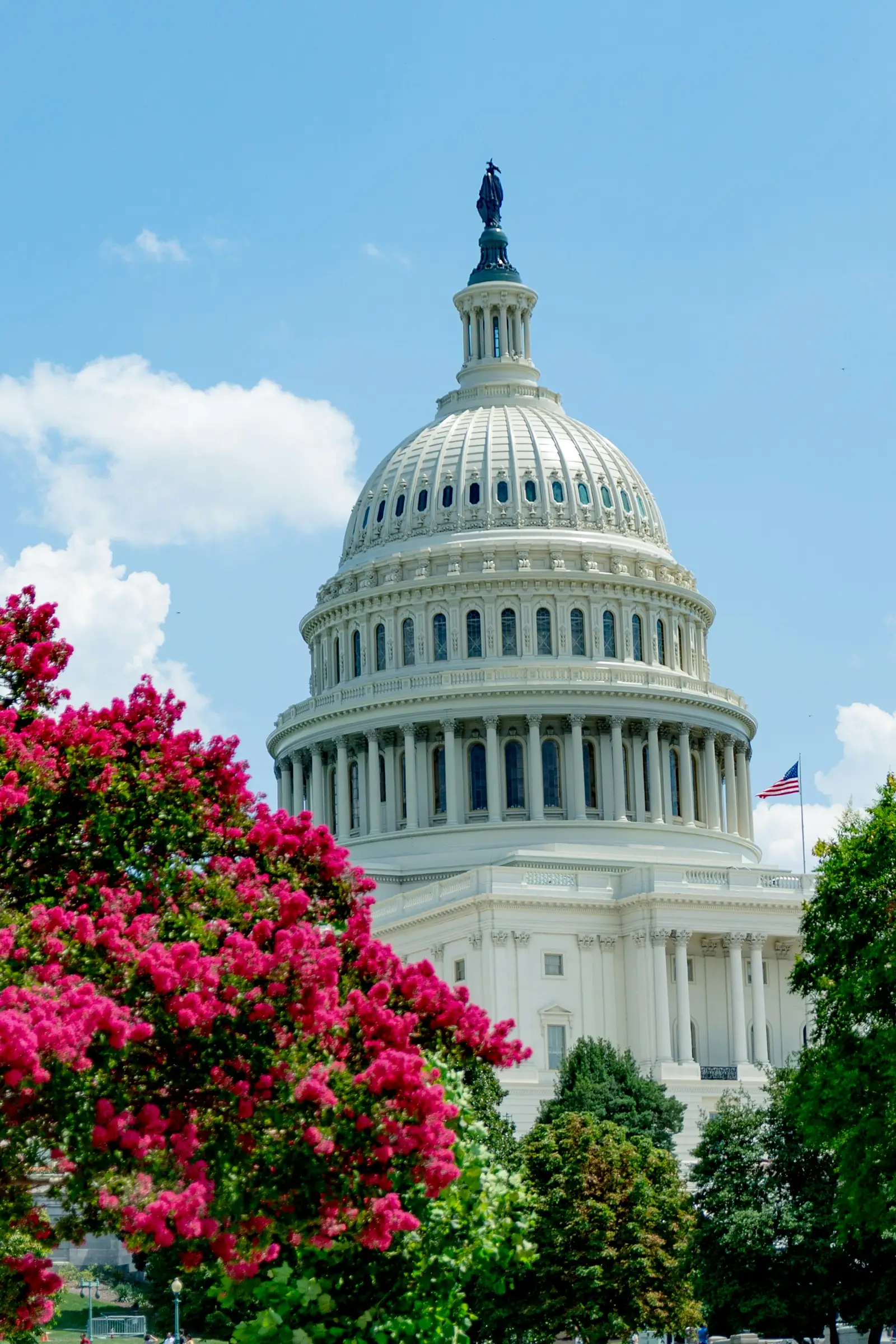 The US Capitol dome rising behind deep-red summer blooms